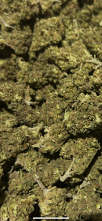 Tangie TheGoodyCorner.com