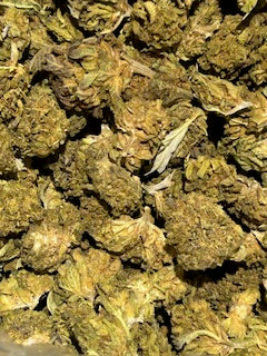 Gelato 41 , 25% THCa (Medium/POP CORN) TheGoodyCorner.com