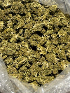 Permanent Marker 26.38% THCa (Mediums/POP CORN) TheGoodyCorner.com