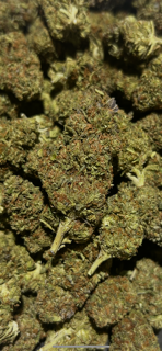 Kush & OJ 32.76% THCa TheGoodyCorner.com