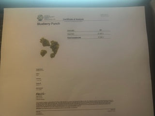 BlueBerry Punch 31.34% THCa TheGoodyCorner.com