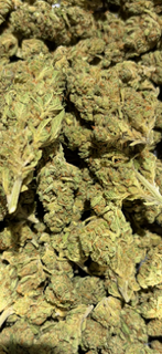 NYC Diesel TheGoodyCorner.com
