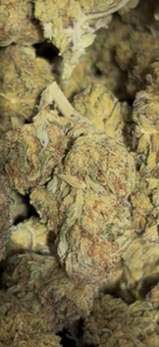 Supernova - Hybrid TheGoodyCorner.com