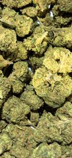 NEW - Gelato TheGoodyCorner.com