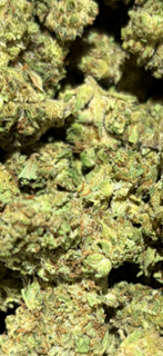 NEW - Jack herer TheGoodyCorner.com