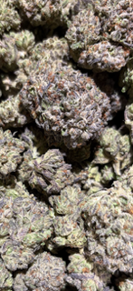 NEW - (GDP) Granddaddy purple - INDOOR TheGoodyCorner.com