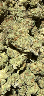 ICC - LIGHT SEED TheGoodyCorner.com