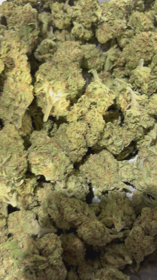 Platinum Lemon Gushers -Indoor